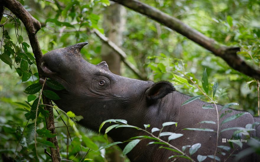 Sumatran rhinoceros (Dicerorhinus sumatrensis) female eating leaves, Way Kambas National Park, Sumatra, Indonesia