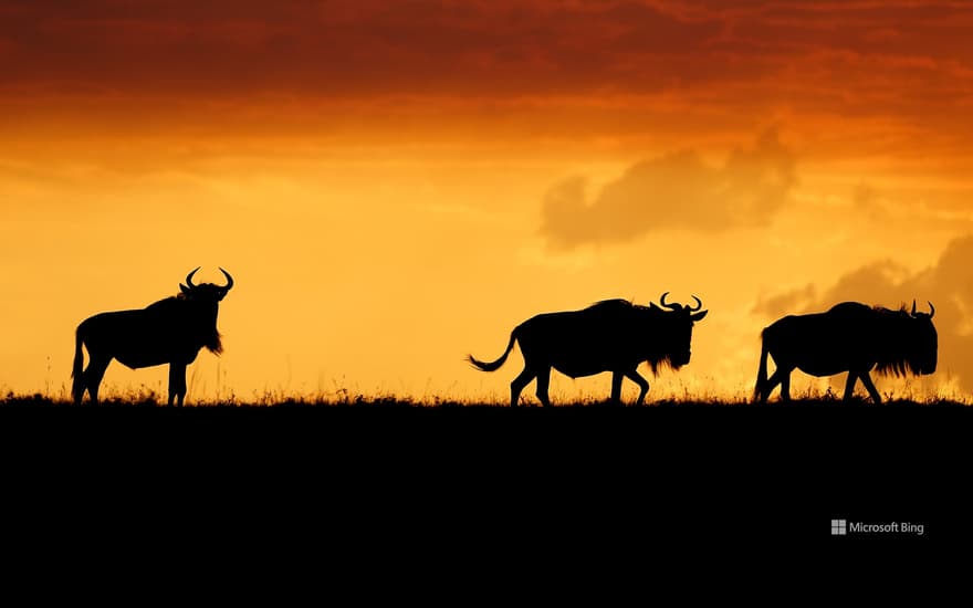 Wildebeests in the Maasai Mara, Kenya