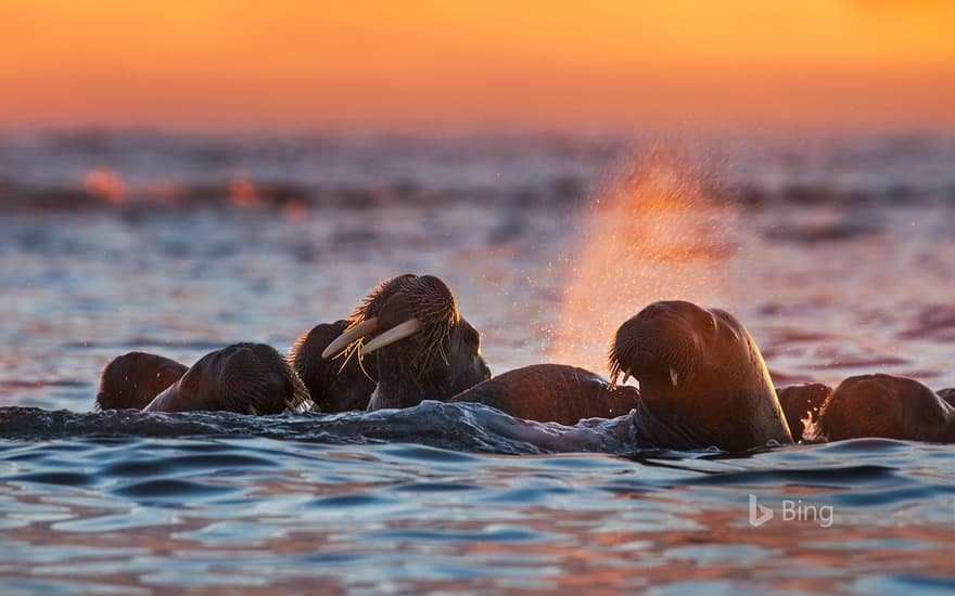 Walruses near Kvitøya in the Svalbard archipelago, Norway