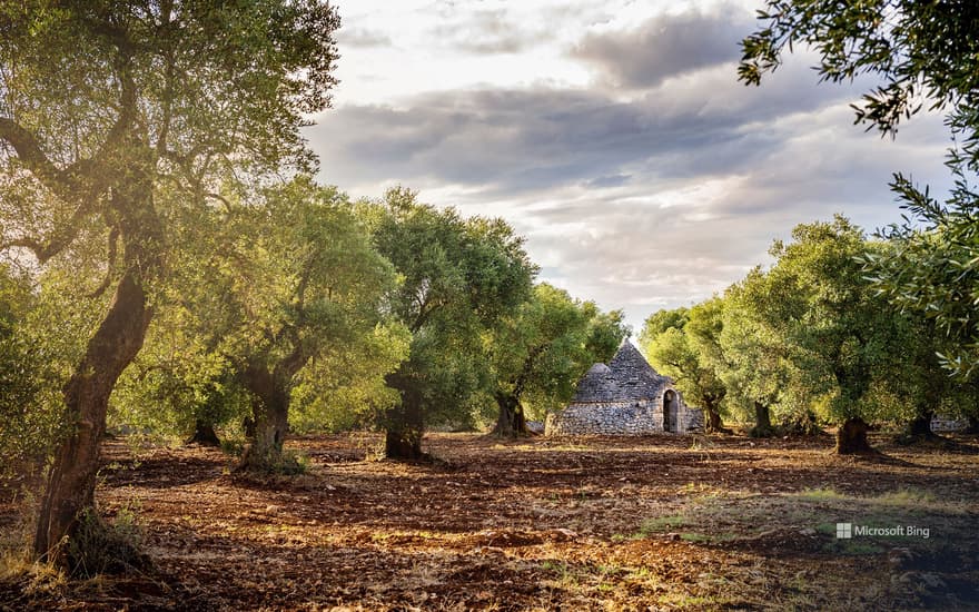 Olive grove, Valle d'Itria, Puglia, Italy