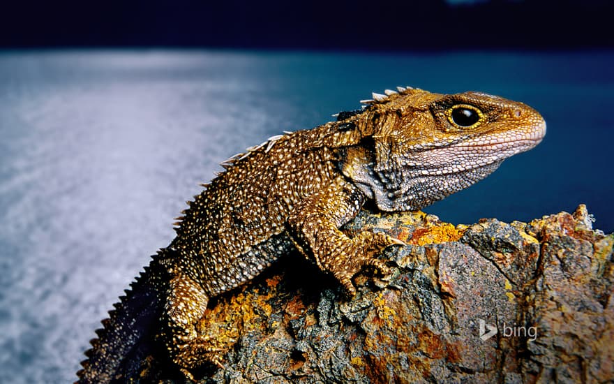 Tuatara on North Brother Island, New Zealand