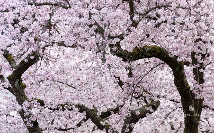 Cherry blossom trees in Vancouver