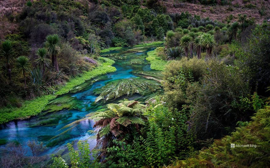 Blue Spring, Te Waihou Walkway, New Zealand