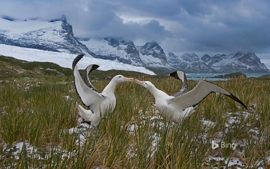 Wandering albatross pair, South Georgia Island