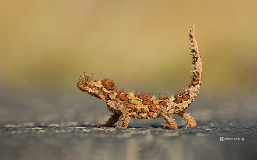 Thorny devil, Watarrka National Park, Australia