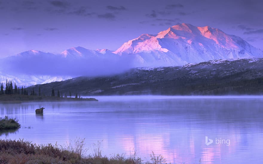 Moose wading in Wonder Lake, Denali National Park and Preserve, Alaska, USA