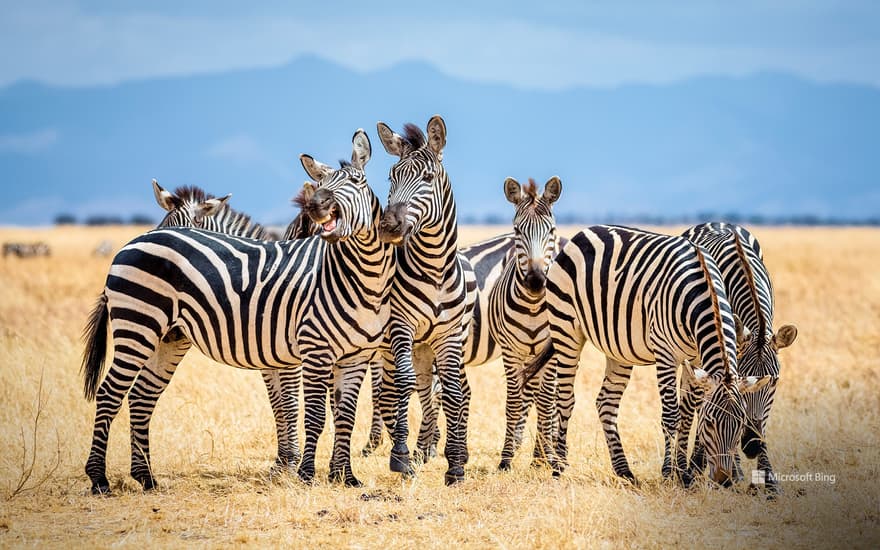 Zebras in Tarangire National Park, Tanzania