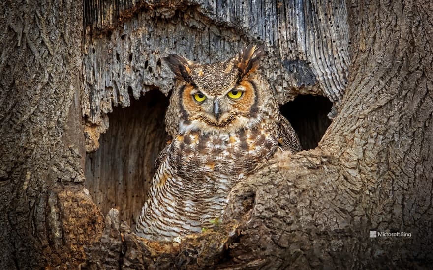 Great Horned Owl
