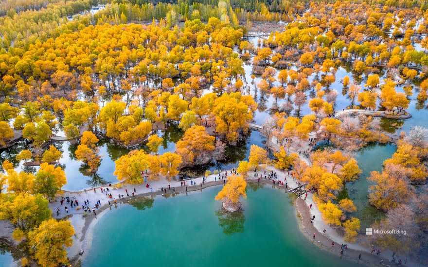 Lake surrounded by poplar trees, Jinta County, Jiuquan, Gansu, China